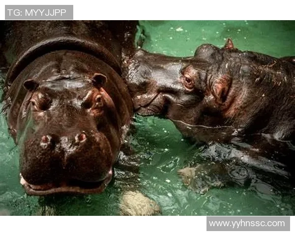 比利时与日本河马的精彩对决解析与战术分析 比利时与日本河马的精彩对决解析与战术分析